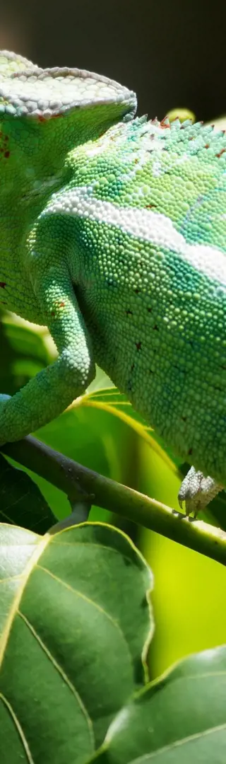 Auf Pirsch – im Lokobe-Nationalpark